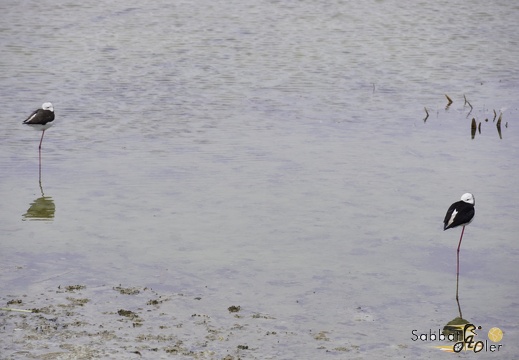 2023 05 Palermo Villasimius 142