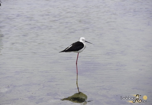 2023 05 Palermo Villasimius 148