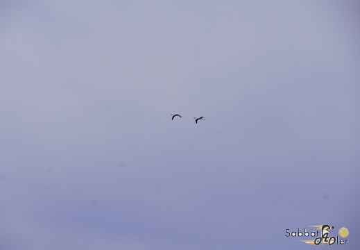 2023 05 Palermo Villasimius 158