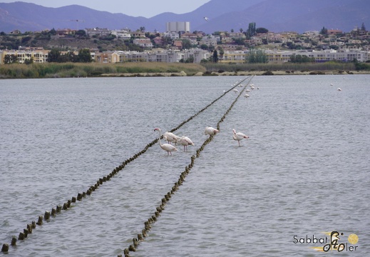 2023 05 Palermo Villasimius 165