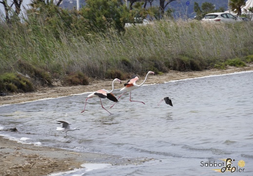 2023 05 Palermo Villasimius 180
