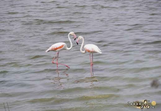 2023 05 Palermo Villasimius 194