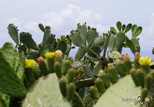 2023 05 Palermo Villasimius 210
