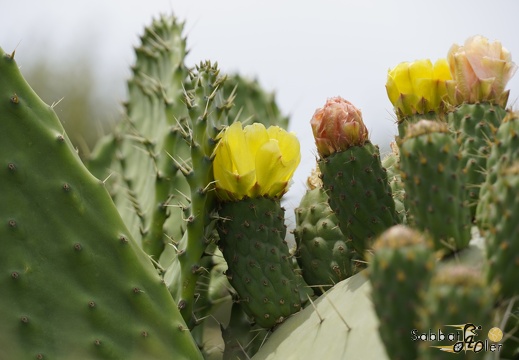 2023 05 Palermo Villasimius 213